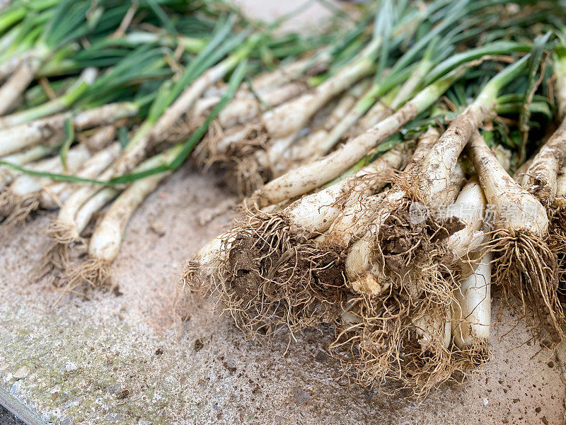 Cooking ‘calçots’ at home